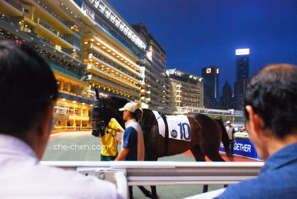 The Horse That I Betted On At The Parade Ring @ Happy Valley Racecourse, Hong Kong